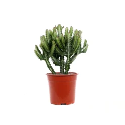 Euphorbe mix, variétés variables : pot D.21cm