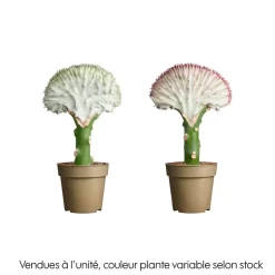 Euphorbia lactea mix : pot D.9cm