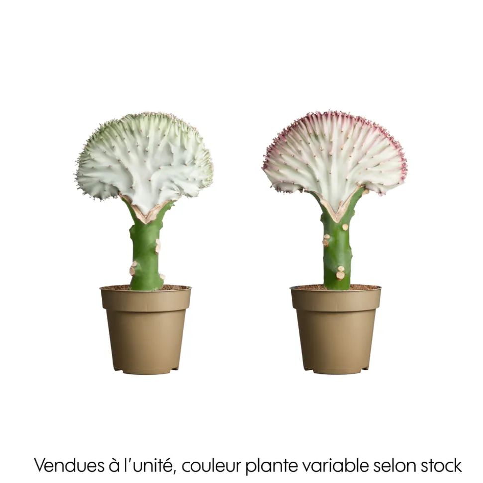Euphorbia lactea mix : pot D.9cm