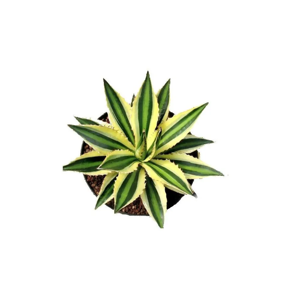 EXOTENHERZ - Agave lophanta quadricolor quatre couleurs pot 12cm succulente