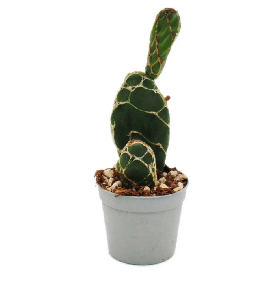 EXOTENHERZ - Cactus cobra - opuntia reticulata "cobra" - cactus à oreilles remarquable - pot de 6,5cm