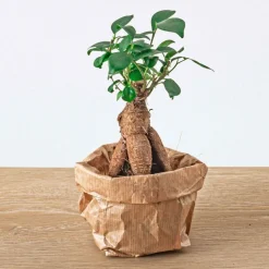EXOTENHERZ - Green your bottle - set complet pour ton jardin de bouteilles - sans verre - 3 plantes (ficus bonsai + 2x fittonia)