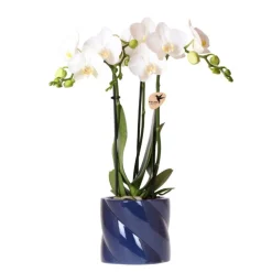 EXOTENHERZ - Kolibri orchids orchidée blanche amabilis + cache-pot candy bleu - taille de pot 9cm