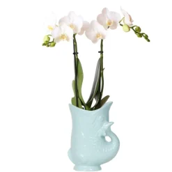 EXOTENHERZ - Kolibri orchids orchidée blanche nazaré + pot à poisson orange - taille de pot 9cm
