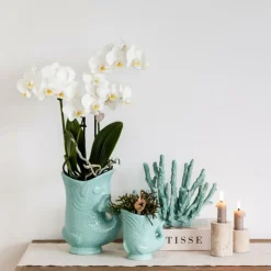 EXOTENHERZ - Kolibri orchids orchidée blanche nazaré + pot à poisson orange - taille de pot 9cm