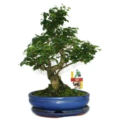 EXOTENHERZ - Troène chinois du bonsaï - ligustrum sinensis - env. 10 ans