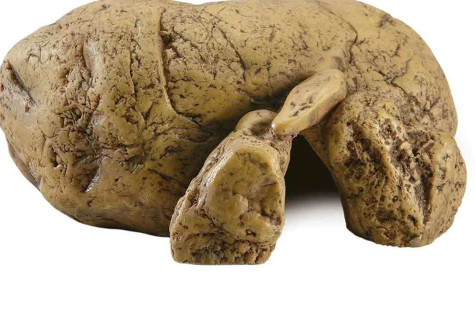 EXO TERRA - Cachette reptile grotte petit