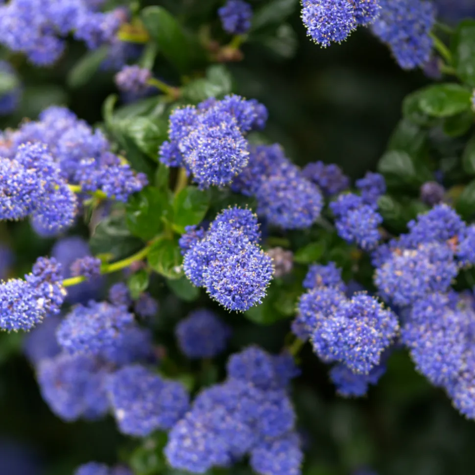 FLEUR - Céanothe rampant thyrsiflorus - ceanothus rampant thyrsiflorus pot 3l