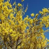 FLEUR - Forsythia minigold 3l