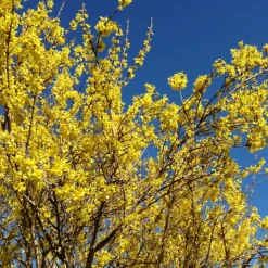 FLEUR - Forsythia minigold 3l