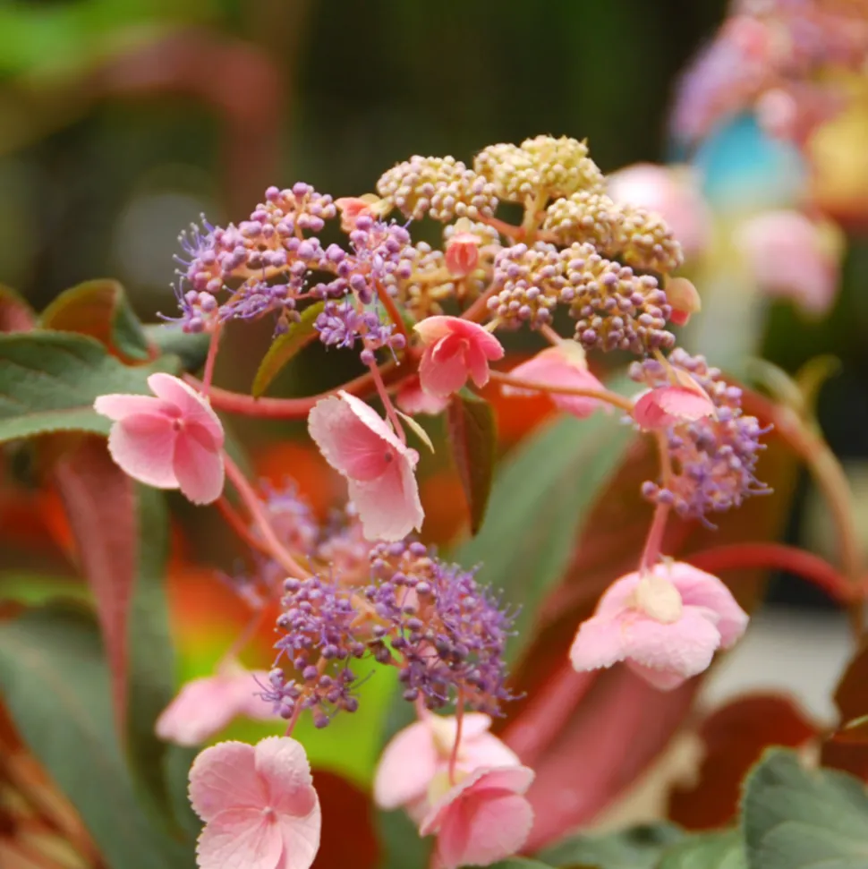 FLEUR - Hortensia aspera hot chocolate - hydrangea aspera hot chocolate pot 3l