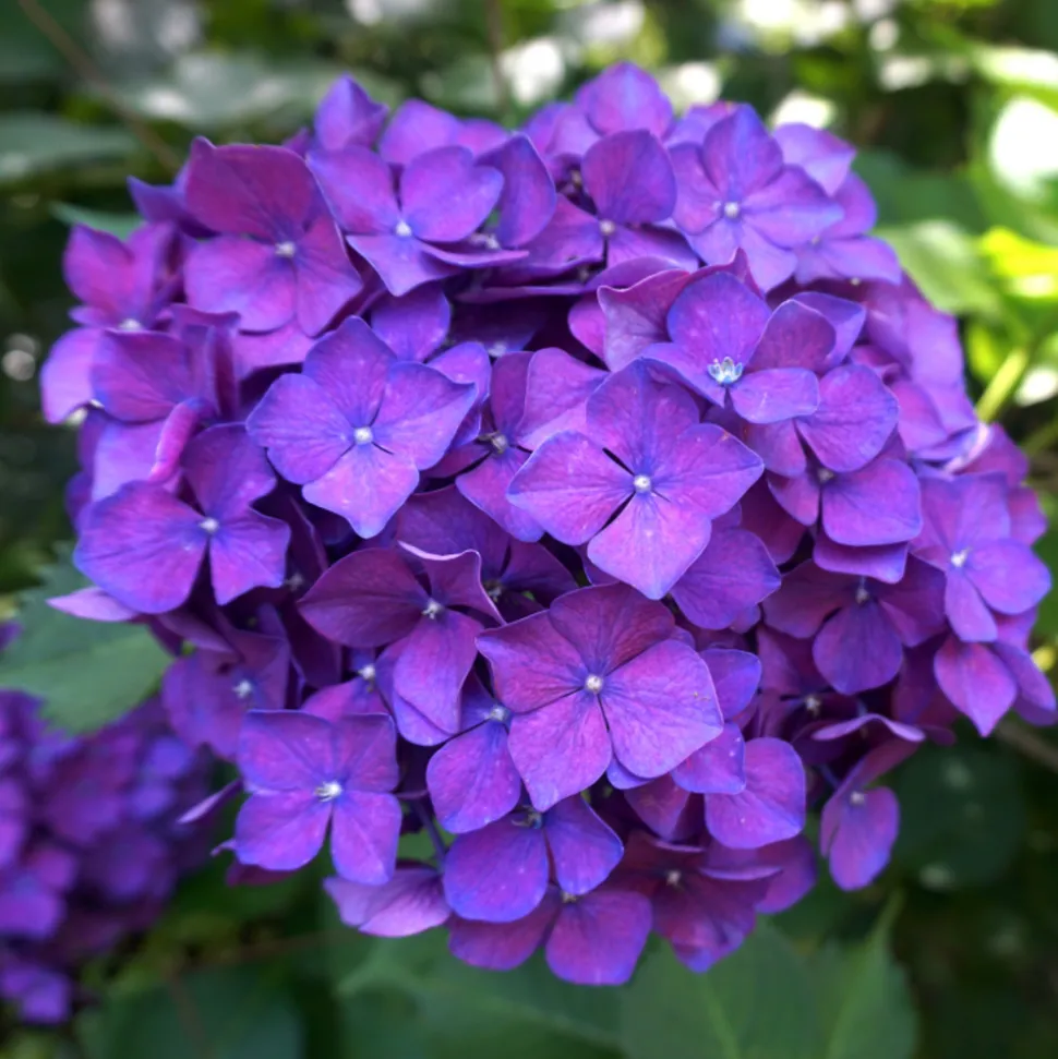 FLEUR - Hortensia bodensee - hydrangea macrophylla bodensee pot 3l
