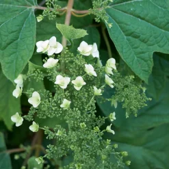 FLEUR - Hortensia quercifolia alice - hydrangea quercifolia alice pot 3l