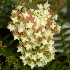 FLEUR - Hortensia querc snowflake - hydrangea querc snowflake pot 3l