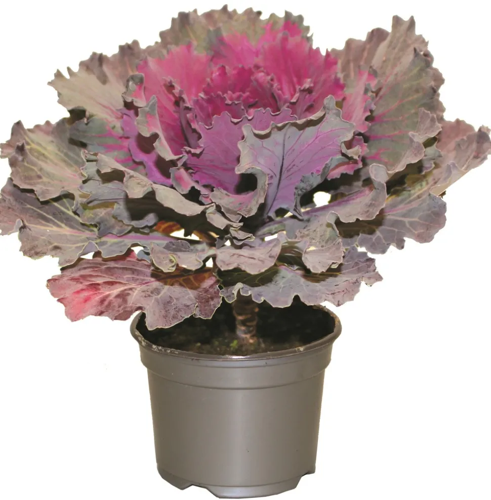FLEURON D'ANJOU - Chou d'ornement pot 10,5 cm