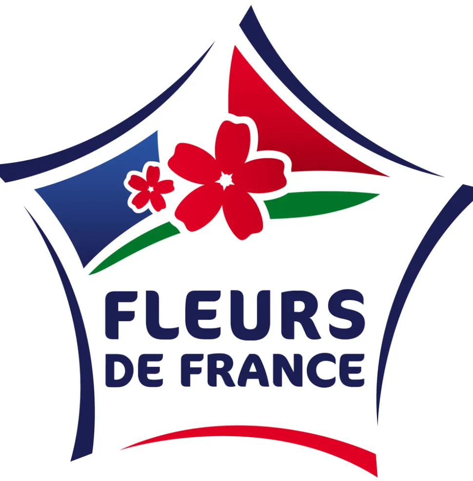 FLEURON D'ANJOU - Chrysantheme multifleur pot 12