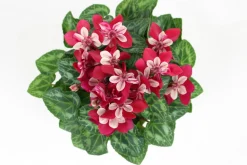 FLEURON D'ANJOU - Cyclamen mini djix pot 10,5 cm