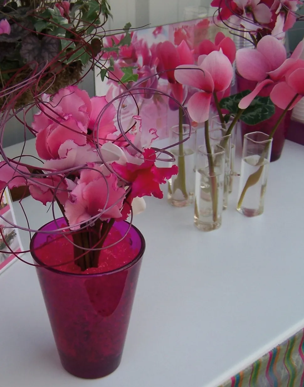 FLEURON D'ANJOU - Cyclamen pot 14 cm