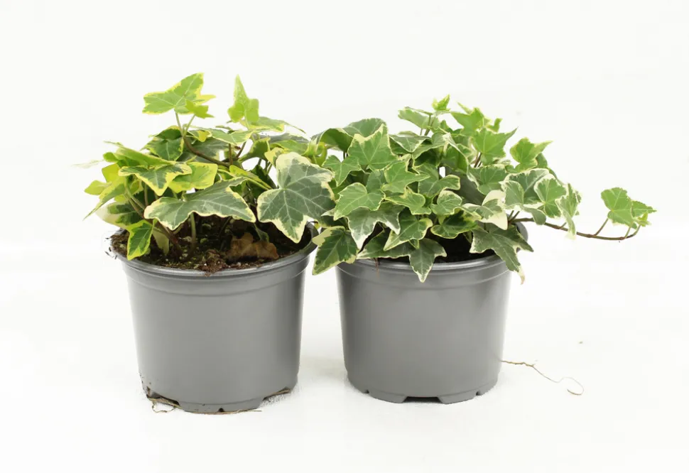 FLEURON D'ANJOU - Hedera varie pot 10,5 cm