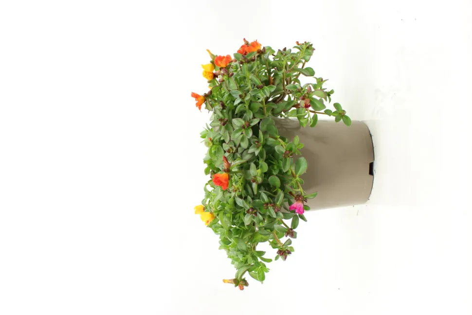 FLEURON D'ANJOU - Portulaca pot 10,5 cm