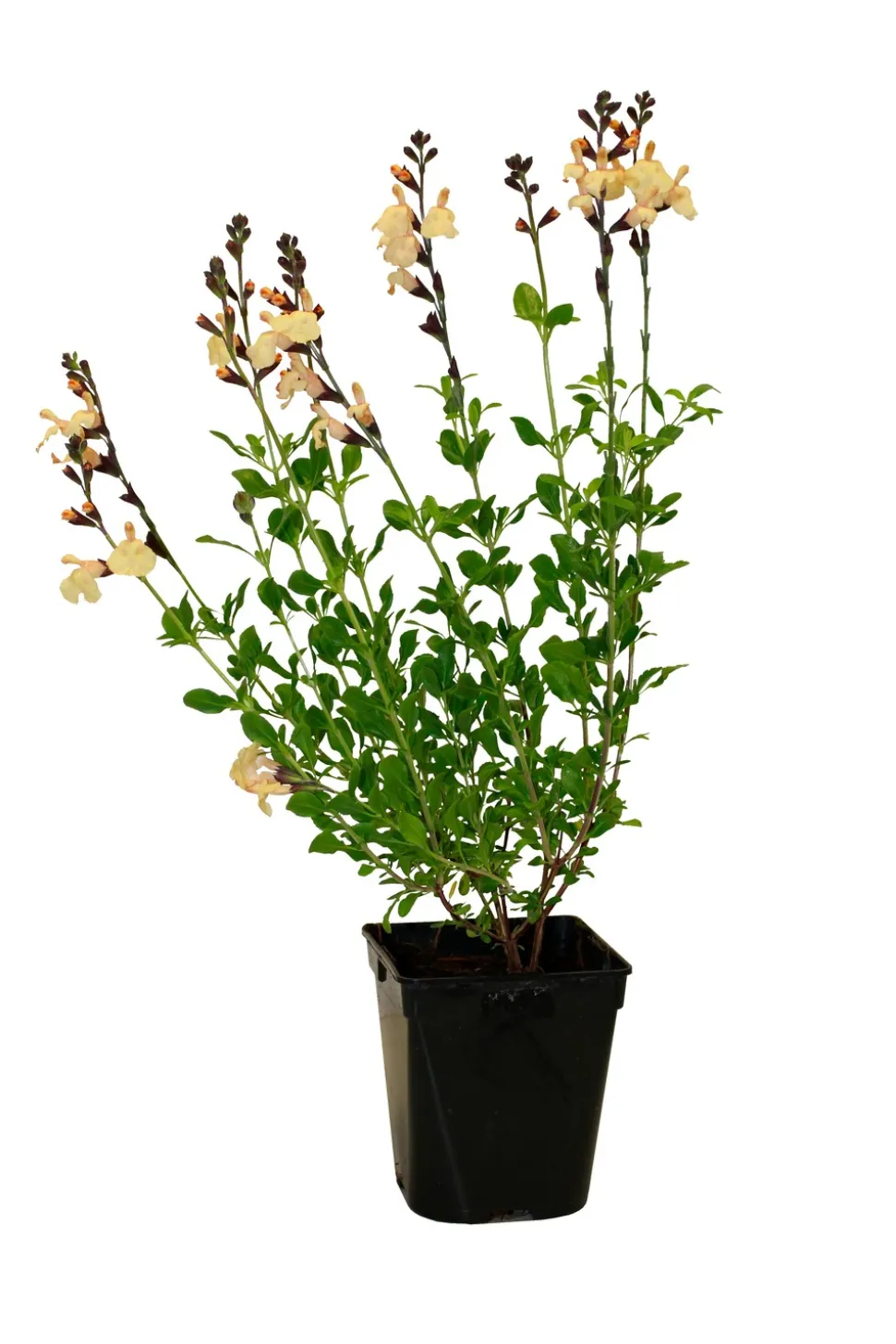 FLEURON D'ANJOU - Sauge de graham pot 1 l