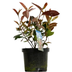 FLEUR - Photinia nain red robin - photinia fraseri red robin 40cm 40cm en pot