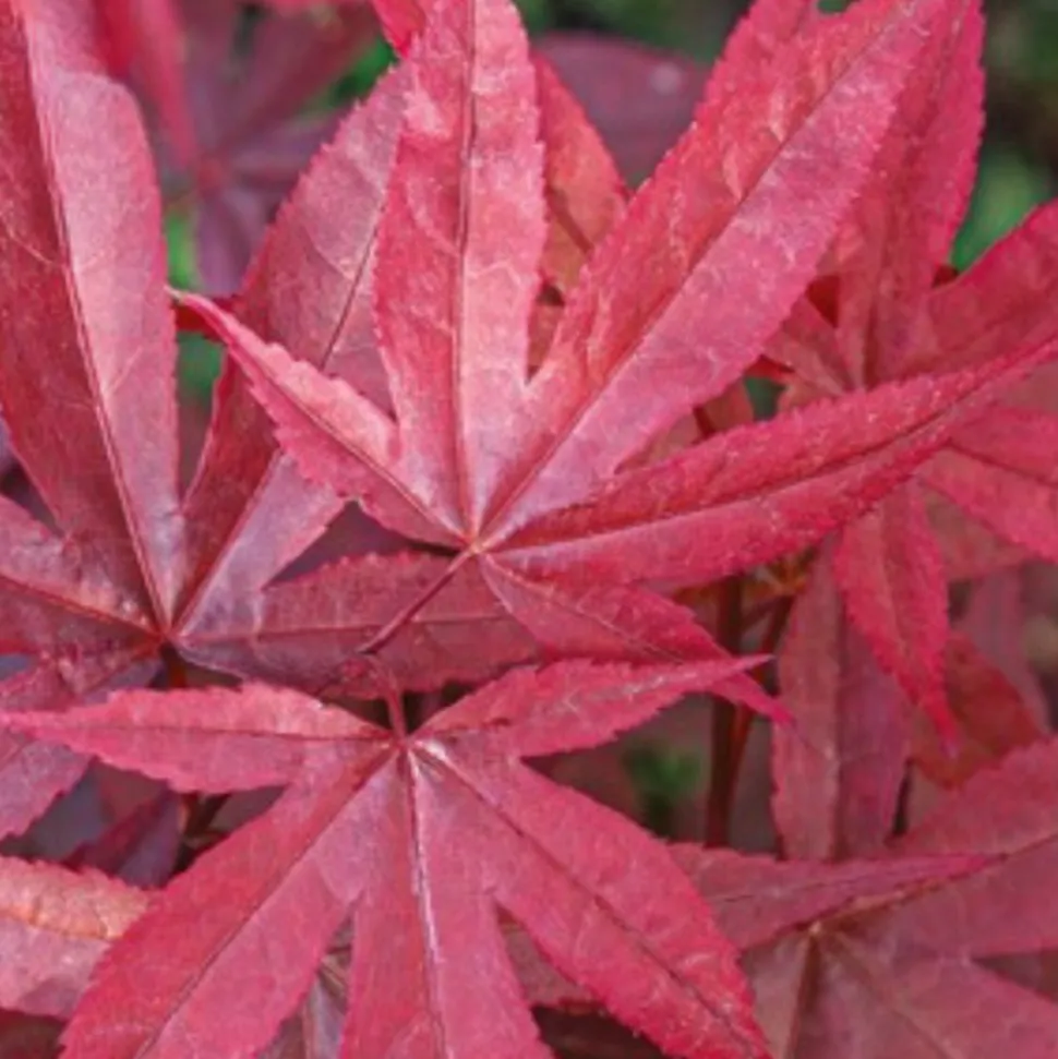 FLEUR - Érable twomblys red sentinel - acer twomblys red sentinel 40cm