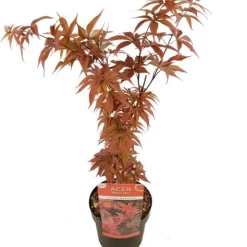 FLEUR - Érable twomblys red sentinel - acer twomblys red sentinel 40cm
