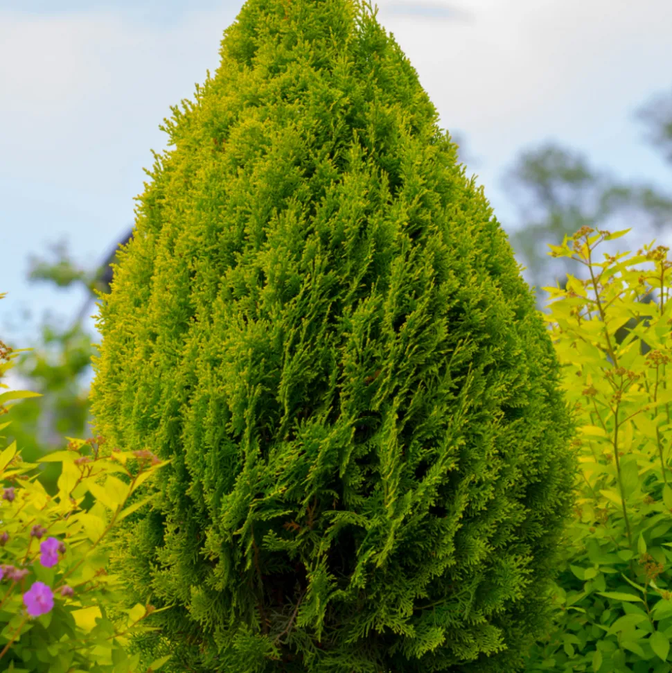 FLEUR - Thuya géant atrovirens - thuja plicata atrovirens 100cm en pot