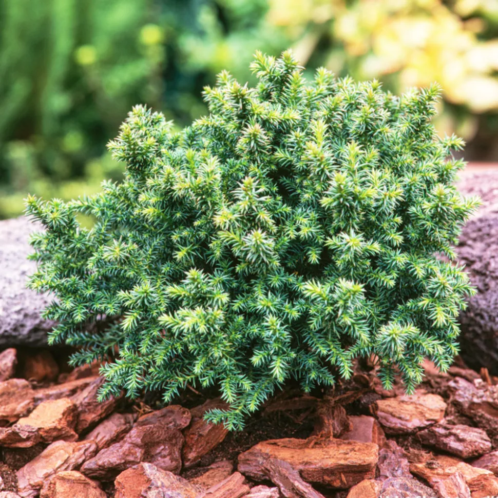 Genévrier commun (Juniperus communis) 'Compressa' 30/40 : pot 3L