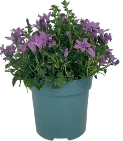 HORTI-FLANDRE - Campanule get mee rose pot 11 cm