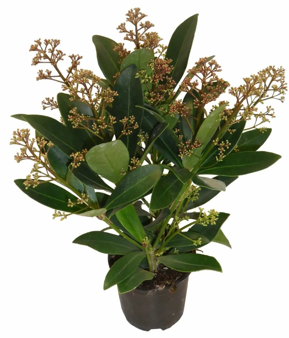 HORTI-FLANDRE - Skimmia pot 10,5 cm 3 - 5 fleurs