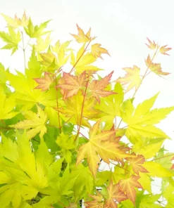 JARDINTROPIC - Acer palm. 'orange dream' une variante:paume d'acer. 'rêve orange' - ?20cm - ø13cm