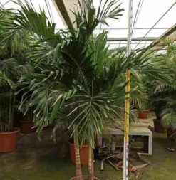 JARDINTROPIC - Adonidia merrillii (veitchia merrillii- palmier de manille) spécimen pot de 55l tronc unique 225-250cm
