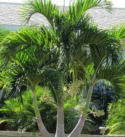 JARDINTROPIC - Adonidia merrillii (veitchia merrillii- palmier de manille) - 50l stipe 120/140cm total 200/250cm