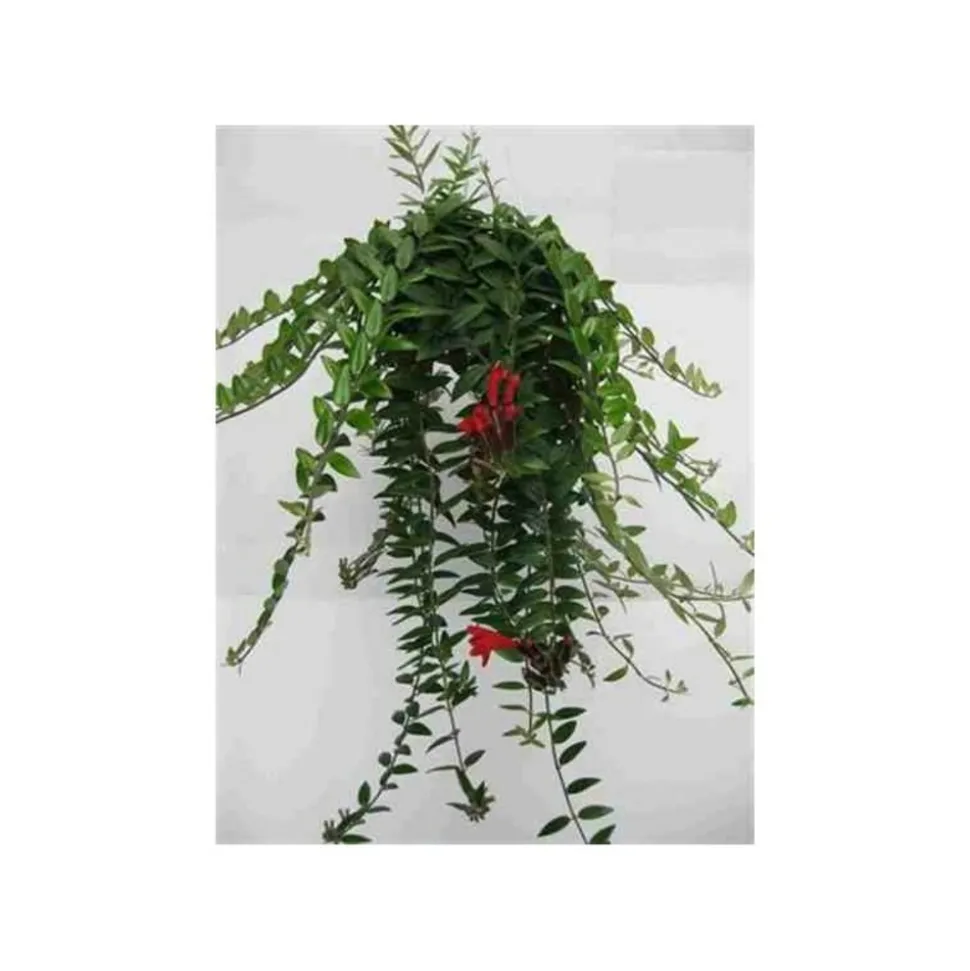 JARDINTROPIC - Aeschynanthus hybride "caroline" pot de 2 litres - 20/60 cm