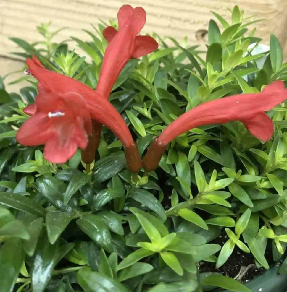 JARDINTROPIC - Aeschynanthus hybride "japhrolepis" pot de 2 litres - 20/60 cm