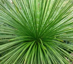 JARDINTROPIC - Agave géminiflora- pot de 45l - 80/100cm