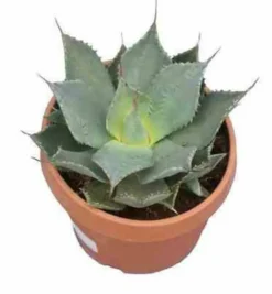 JARDINTROPIC - Agave parryi sp. Parryiet rouge - pot de 20l - 50/60cm