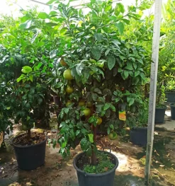 JARDINTROPIC - Agrumes citrus x paradisii (pamplemoussier) pot de 65l - 150/160cm