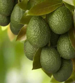 JARDINTROPIC - Avocatier : persea americana var. Bacon adulte (de greffe) pot de 25l - 160/180cm