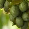 JARDINTROPIC - Avocatier : persea americana var. Hass adulte (de greffe) 130 l. 200-250 cm.per. 030/035 cm.