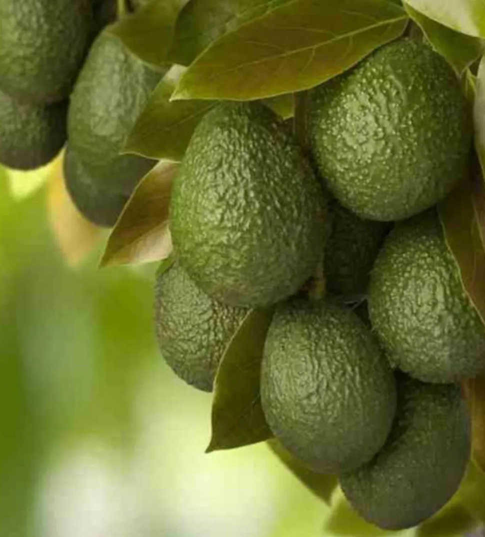 JARDINTROPIC - Avocatier : persea americana var. Hass adulte (de greffe) 130 l. 200-250 cm.per. 030/035 cm.