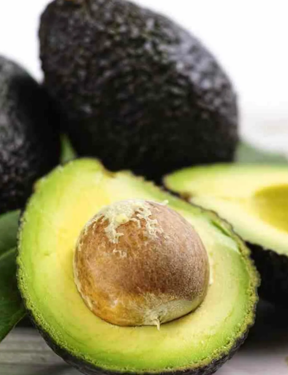 JARDINTROPIC - Avocatier : persea americana var. Hass adulte (de greffe) 130 l. 200-250 cm.per. 030/035 cm.
