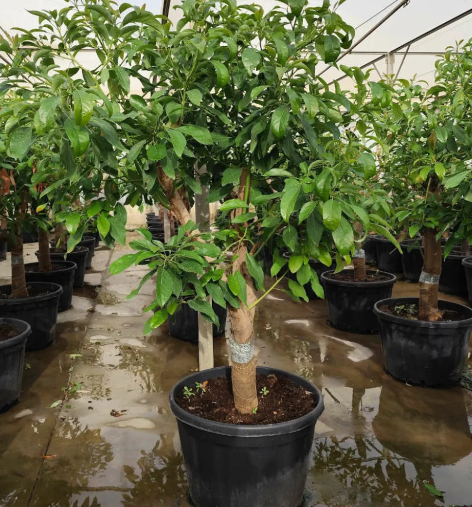 JARDINTROPIC - Avocatier : persea americana var. Hass adulte (de greffe) 130 l. 200-250 cm.per. 030/035 cm.