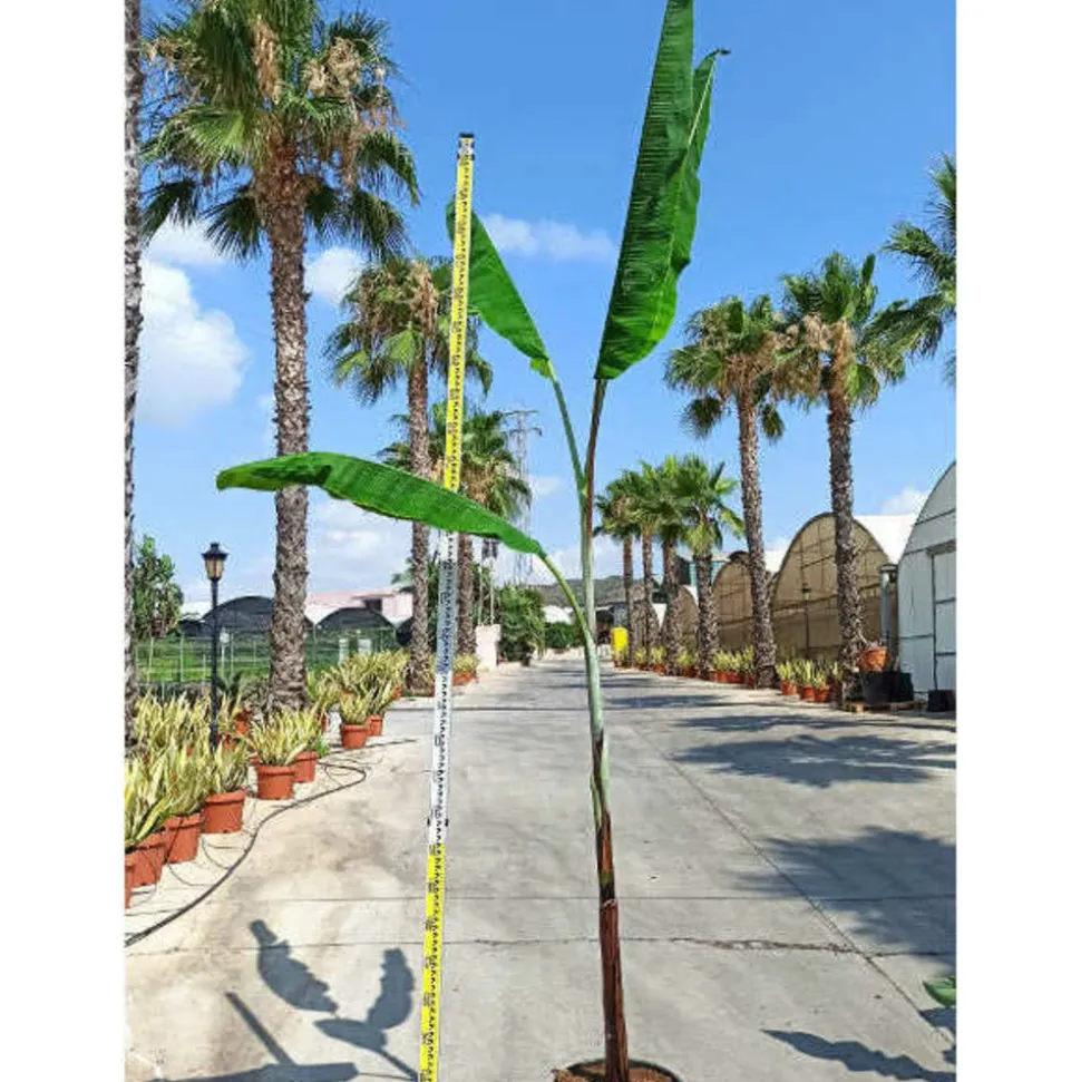 JARDINTROPIC - Bananier musa cheesmanii