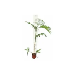 JARDINTROPIC - Chamaedorea seifrizii (palmier nain de seifriz) specimen pot de 45l - 200/225cm