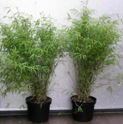 JARDINTROPIC - Fargesia angustissima (bambou non traçant) pot 2 litres - 80/90cm - 4/7 cannes