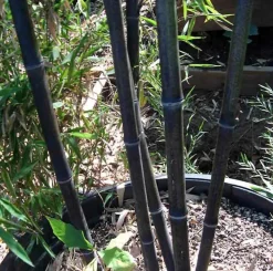 JARDINTROPIC - Phyllostachys bissetii pot de 5 litres - 100/120 cm