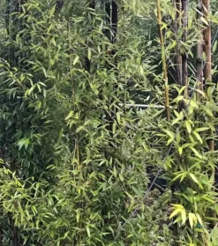 JARDINTROPIC - Phyllostachys nigra (bambou noir) pot de 10l 100/120cm